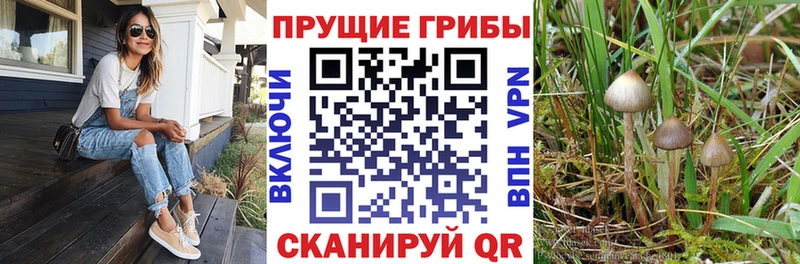 цены наркотик  MEGA ТОР  Псилоцибиновые грибы MAGIC MUSHROOMS  Звенигово 